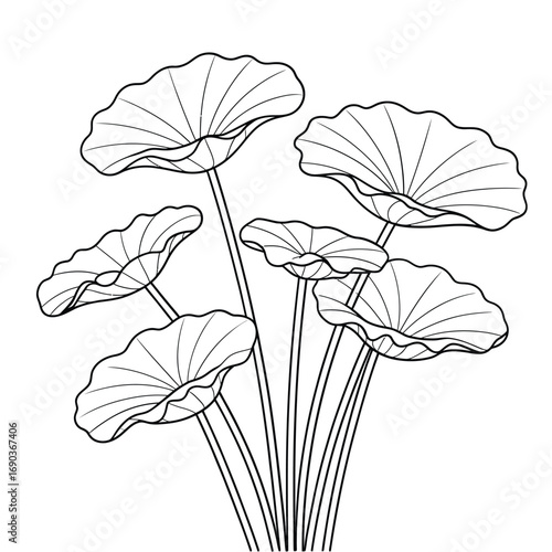 Line art illustration of a bunch of lotus leaves
