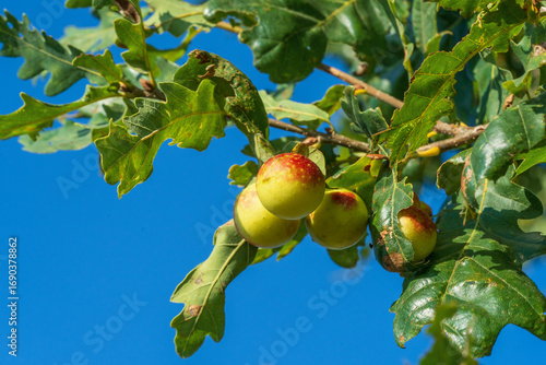 Oak apples on leaves. Galls of Cynips quercusfolii  on a oak tree leaves. Place for text.
