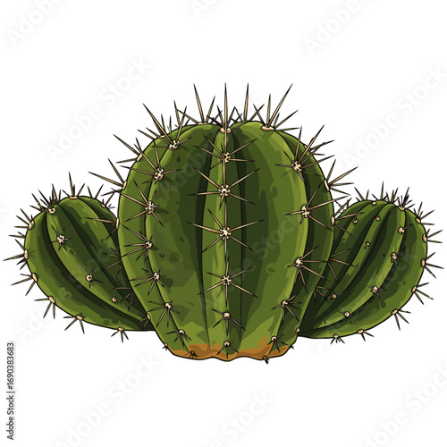 Green cactus isolated on white background illustration