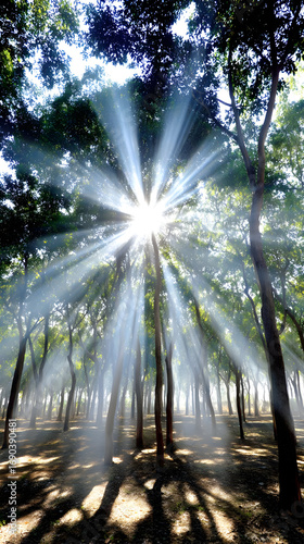 background of sunlight flares filtering through misty forest creating luminous glowing effect