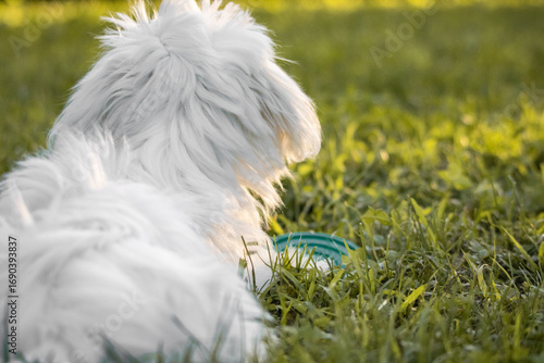 back view of maltese dog in sunshine pasture
