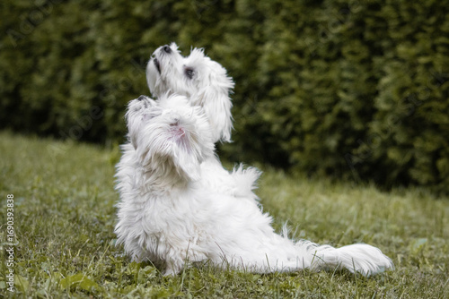 cute happy maltese puppies couple looking up