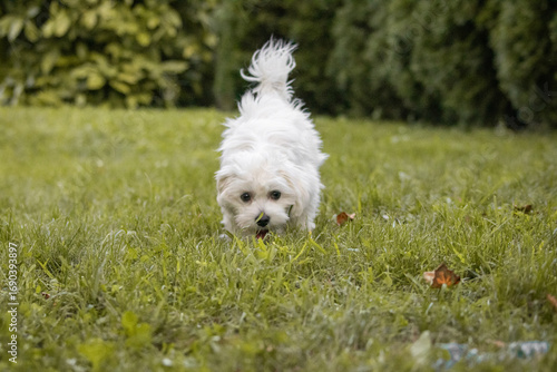 cute happy maltese puppy pet friend playing in grass