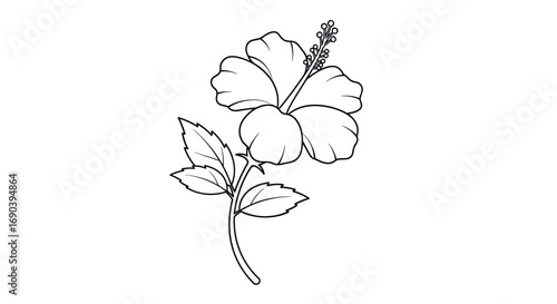 Detailed Black and White Hibiscus Flower Illustration on Stem.