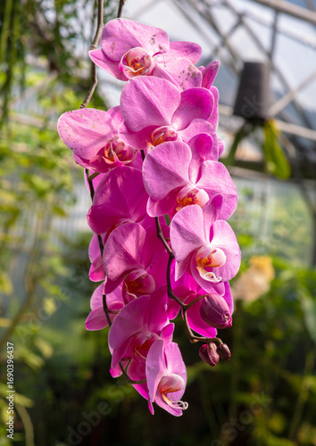  Orchidée, phalaenopsis