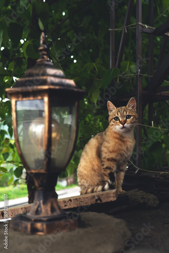 cat on the fence