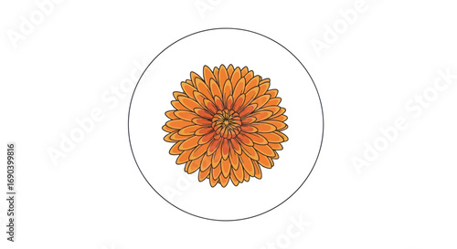 Vibrant Orange Chrysanthemum in Circular Design.