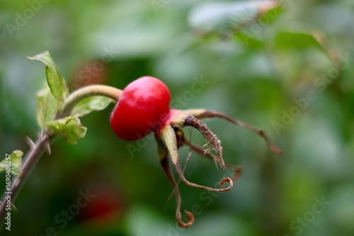 owoc dzikiej róży (Rosa canina lub pokrewne gatunki)