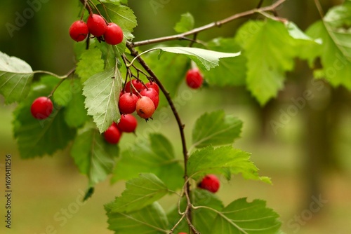   głóg dwuszyjkowy (Crataegus laevigata).