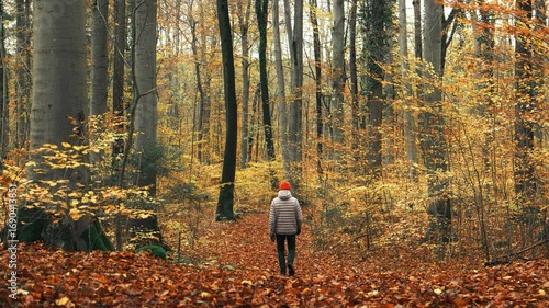 Hiker in scenic yellow beech forest in fall. Walking on a path covered with autumn leaves
