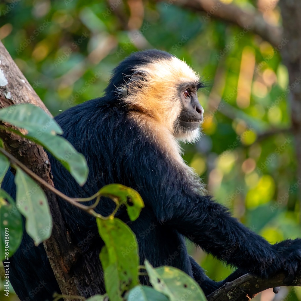 Obraz premium Monkey in a tree