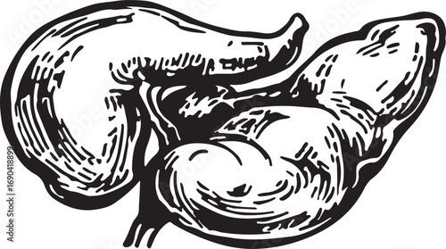 Ink pen drawing of a human stomach silhouette