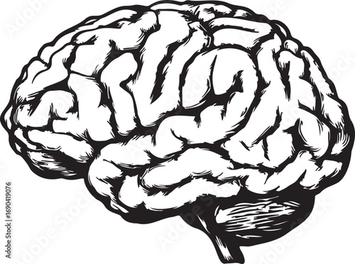 Ink pen drawn human brain silhouette on white background