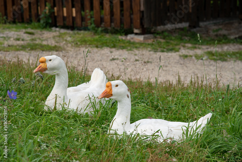 white goose on the grass