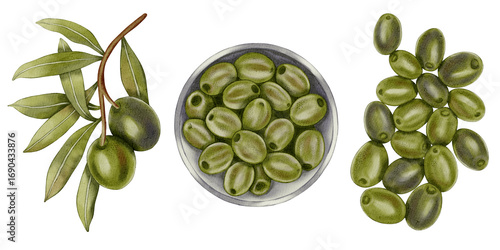 Set of hand drawn watercolor olive branches with green fruits, preserved olives in a plate. Olive branches, leaves and fruits. For fabric, wrapping paper, scrapbooking, packaging design, kitchen, menu