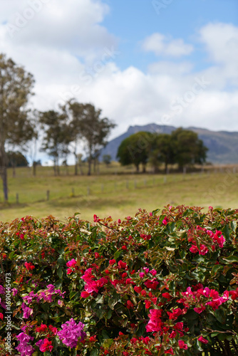 Wallpaper Mural Selective focus rural scene, with pink and red flowering  bougainvillea hedge in the foreground. Maroon, Scenic Rim, Queensland, Australia  Torontodigital.ca