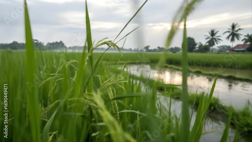 green rice and grass with the blue water of a summer ditch under a bright sky