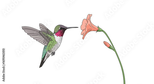 Illustration of a hummingbird with wings spread, approaching a flower to feed on its nectar.