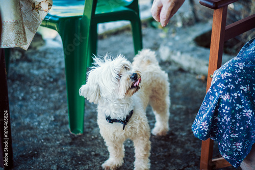 An insatiable Maltese dog.