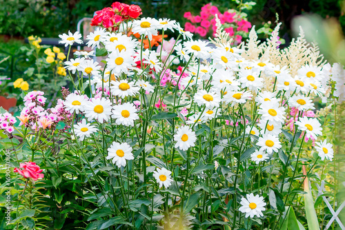 Garden flowering perennial daisies in a summer flowerbed.