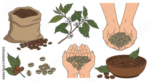 Illustrations depicting the journey of coffee beans from plant to roasting process