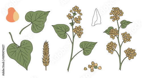 Detailed illustrations of buckwheat plant components showing leaves flowers and seed heads