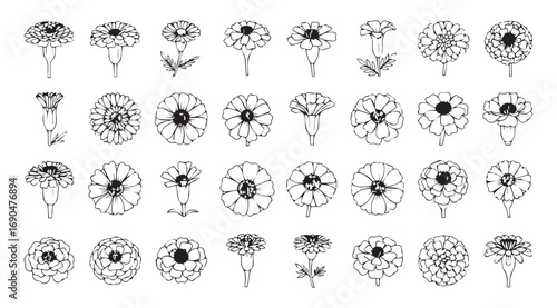 Collection of detailed botanical illustrations of various flowers in silhouette