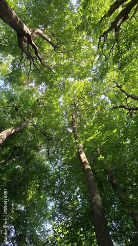 Low-angle view of a beech canopy (Fagus sylvatica) on a summer afternoon — dense foliage and filtered light. Versatile green background for web, wellness and packaging.
