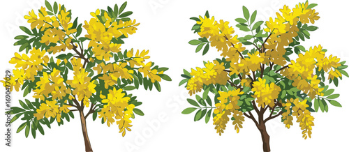 Yellow flowering tree illustration, botanical plant drawing, tropical garden tree, spring blossom foliage, ornamental landscape tree, nature clipart, decorative plant vector art