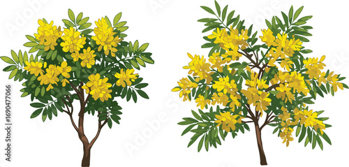 Two yellow flowering plants, compact and full growth comparison, green leaves, botanical morphology study, seasonal garden blooms, nature photography, plant structure diversity