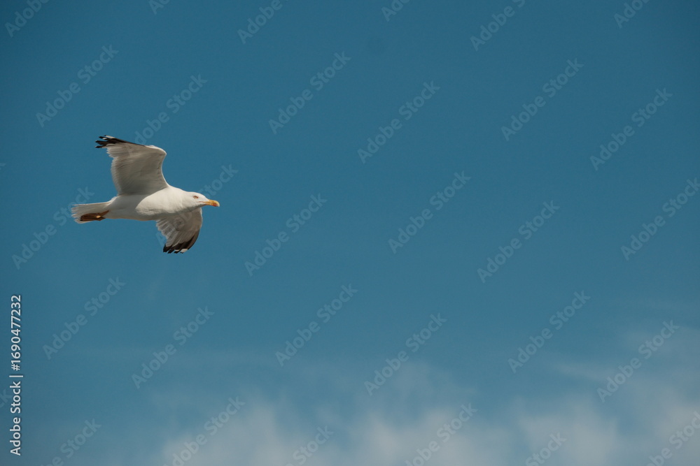 Fototapeta premium Möwe