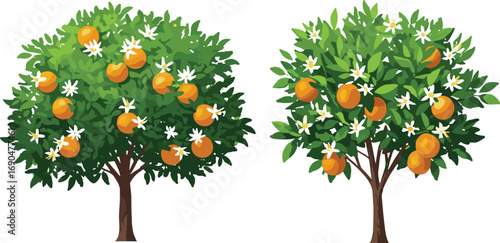 Orange tree illustration, ripe fruit, white blossoms, green leaves, botanical drawing, citrus plant, agricultural crop, garden orchard, seasonal harvest, tropical farming, nature design, vector art