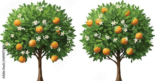 Orange tree orchard, ripe fruit harvest, citrus farming, green leaves, white blossoms, agricultural landscape, tropical garden, healthy plants, seasonal growth, natural food production, outdoor