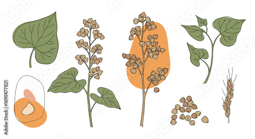 Botanical illustration of buckwheat plant with seed pods leaves and flowers in earthy tones