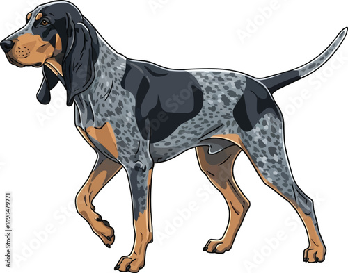 Bluetick Coonhound dog alert pointing vector illustration