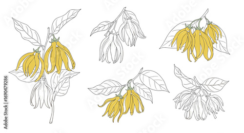 Delicate hand drawn botanical illustration of yellow flowers and leaves with a sketchy artistic style