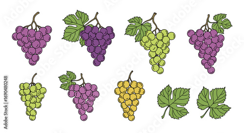 Collection of freshly harvested purple green and yellow grapes with leaves ready for wine making or healthy eating