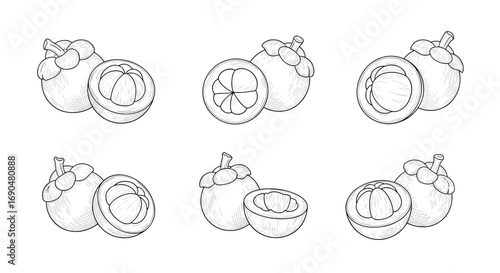 A collection of hand drawn botanical illustrations of mangosteens showing whole fruits and halved cross sections in a rustic sketch style