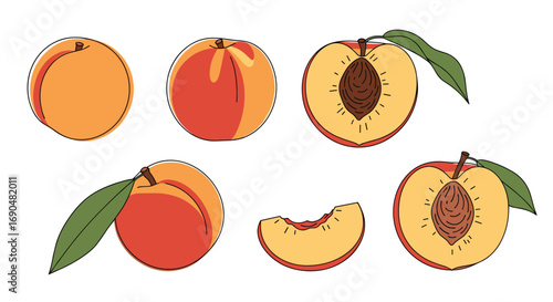 Collection of fresh ripe peaches whole halved sliced with green leaves on white background healthy fruit illustration