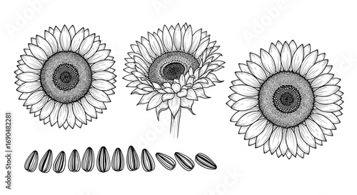 Detailed line art illustrations of sunflowers with small seedling elements below