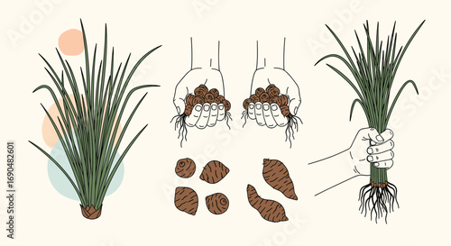Understanding plant propagation through division technique for gardeners and enthusiasts