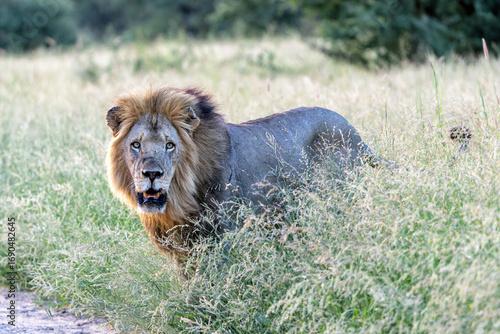 Dominant male lion hanging around in the green season in the Kruger National Park in South Africa