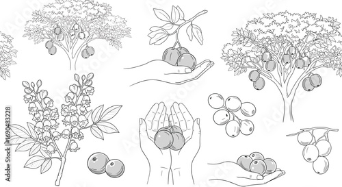 Detailed vector illustrations of various trees and shrubs with leafy canopies and ground elements for landscape design projects