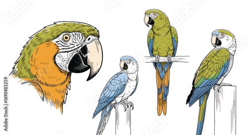 Diverse flock of parrots and budgerigars perched and in profile detailed illustration