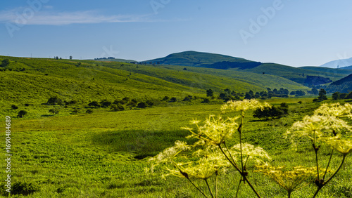 A panoramic view of a lush green highland moor in Nagano Prefecture, Japan, with rolling hills, open grassland, and a moor with wildflowers under a clear summer sky. A tranquil rural landscape showcas