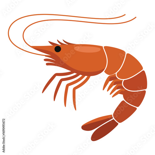 shrimp on white background