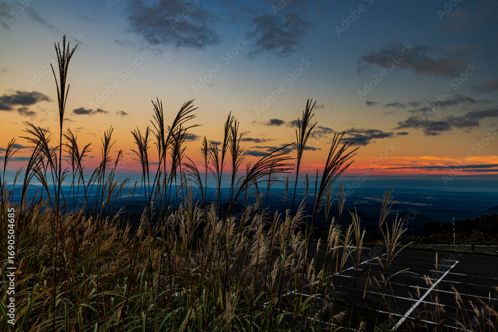 Obraz premium 栗駒山 夕焼けに染まるススキ 