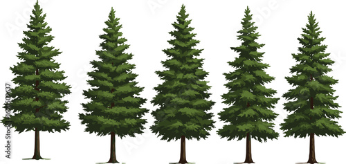 Realistic green pine trees vector set, detailed evergreen forest trees, natural conifer silhouettes, isolated winter foliage illustrations