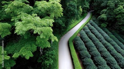 Winding road through lush tea plantation