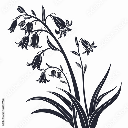 black and white hyacinthoides hispanica excelsior 